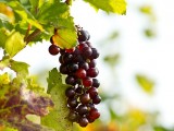 grapes-190482_640